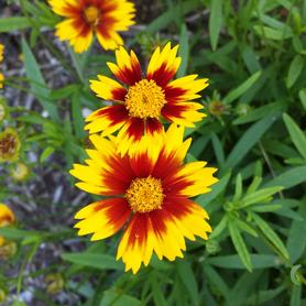 Coreopsis 'Li'l Bang™ Daybreak'