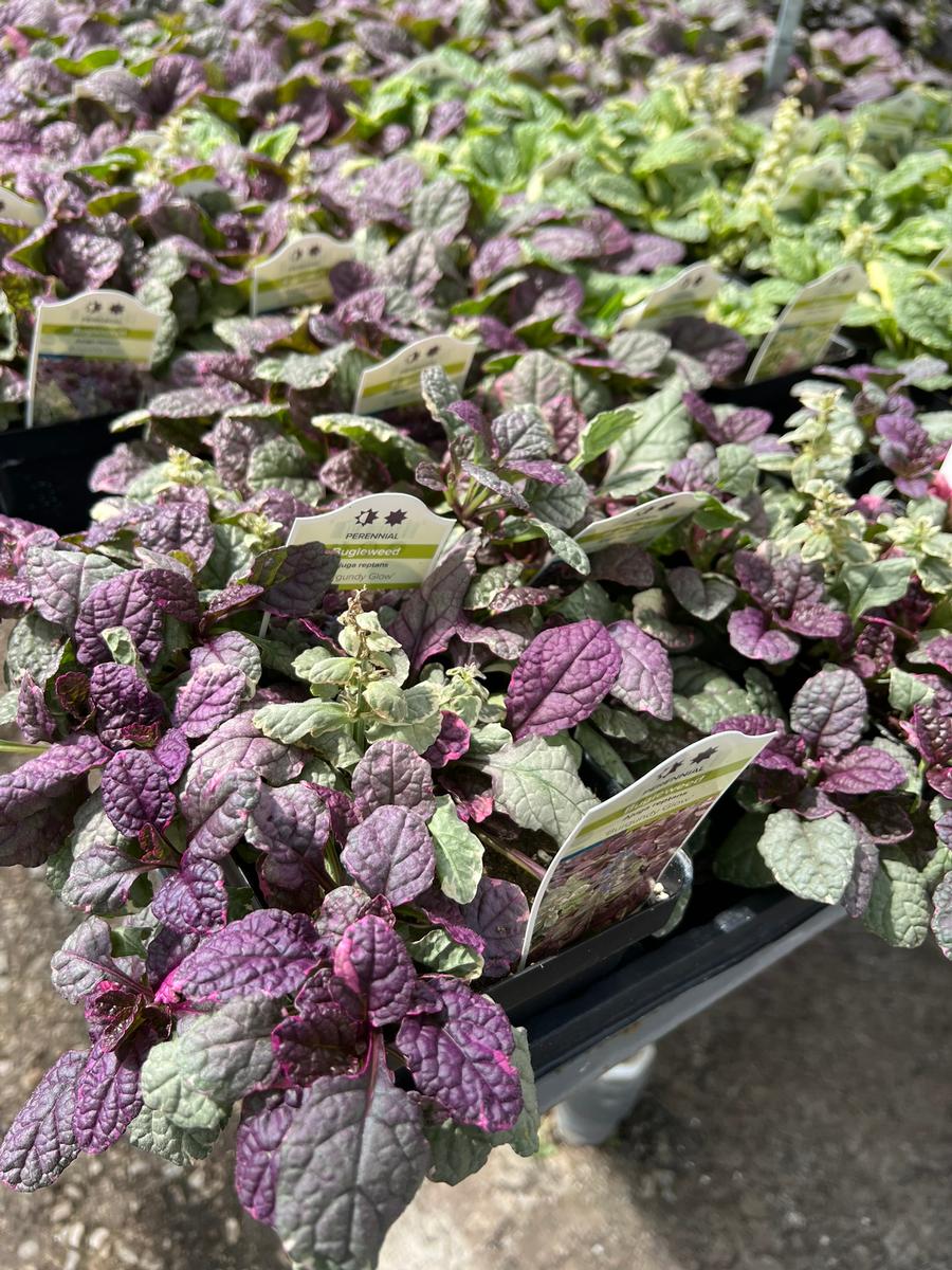 Ajuga reptans 'Burgundy Glow'