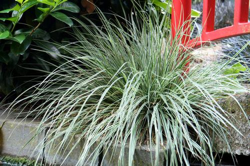 Carex oshimensis 'Evercolor® Everest'