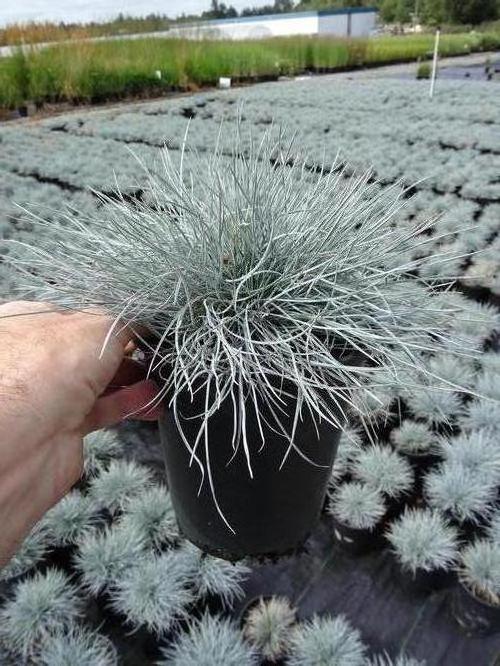 Festuca glauca 'Beyond Blue'