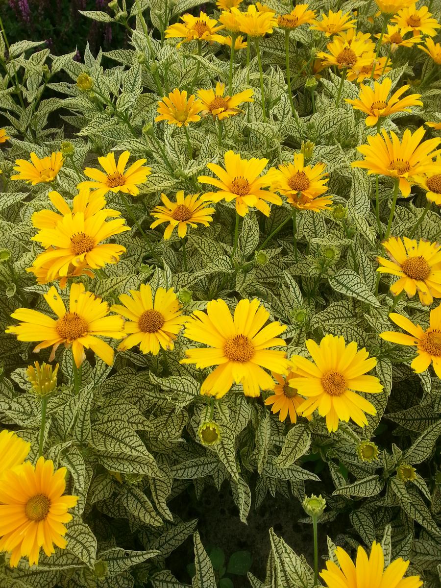 Heliopsis helianthoides 'Sunstruck'