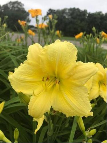 Hemerocallis 'Big Time Happy'