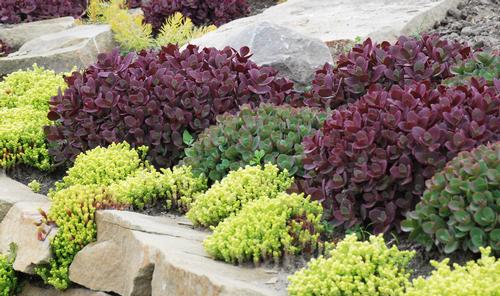 Sedum SunSparkler® Series 'Firecracker'