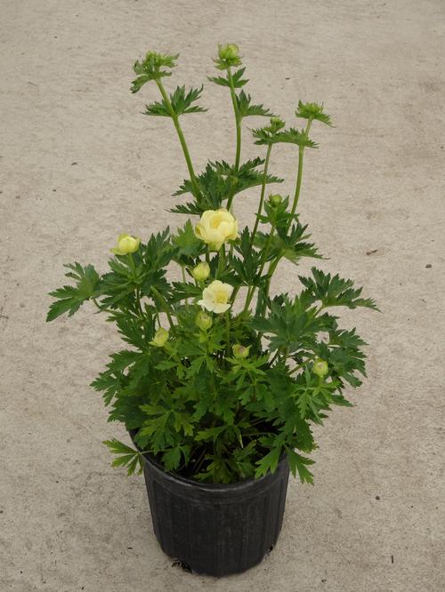 Trollius x cultorum 'New Moon'