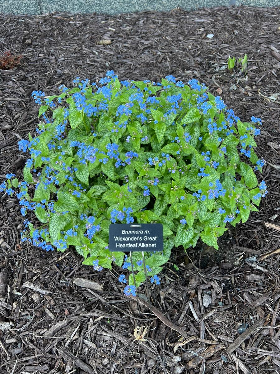 Brunnera macrophylla 'Alexander's Great'