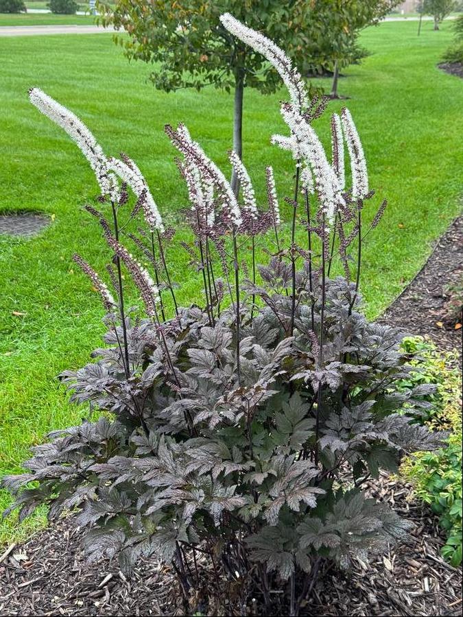 Cimicifuga 'Chocoholic'