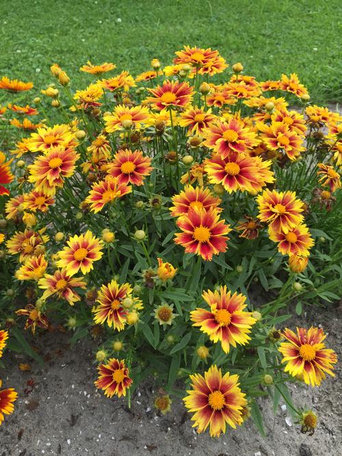 tickseed coreopsis x big bang™ l'il bang™ enchanted eve