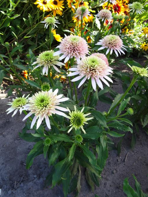 Coneflower Echinacea Cone-Fections™ Series purp. Cherry 