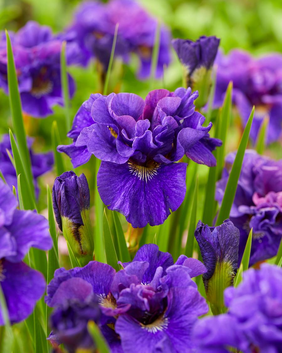 Iris siberica 'Concord Crush'