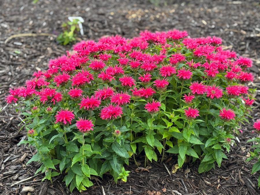 Monarda didyma 'Balmy™ Rose'