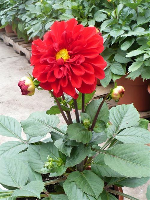 Dahlia 'GoGo Red'