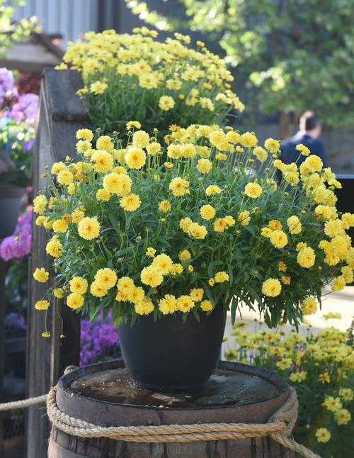 Coreopsis 'Leading Lady Charlize'