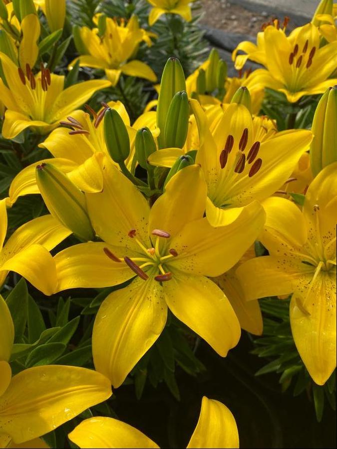Lilium - Asiatic Pot Lily 'Golden Matrix'