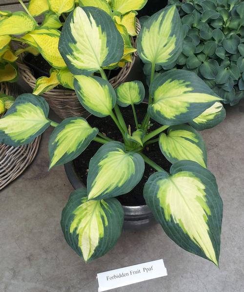 Hosta 'Forbidden Fruit'