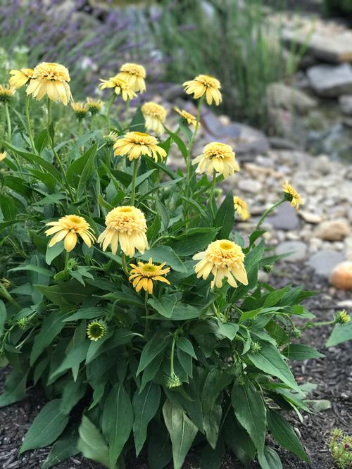Coneflower Echinacea purpurea ConeFections™ Lemon Drop from Growing Colors