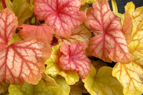 Heuchera 'Champagne'