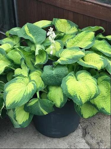 Hosta 'Brother Stefan'