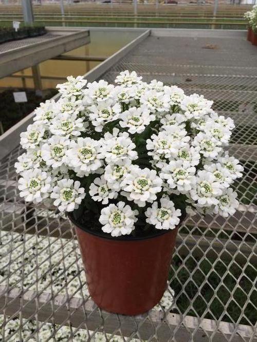 Iberis sempervirens 'Snowsurfer™ Forte'