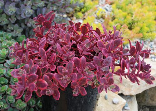 Sedum SunSparkler® Series 'Wildfire'