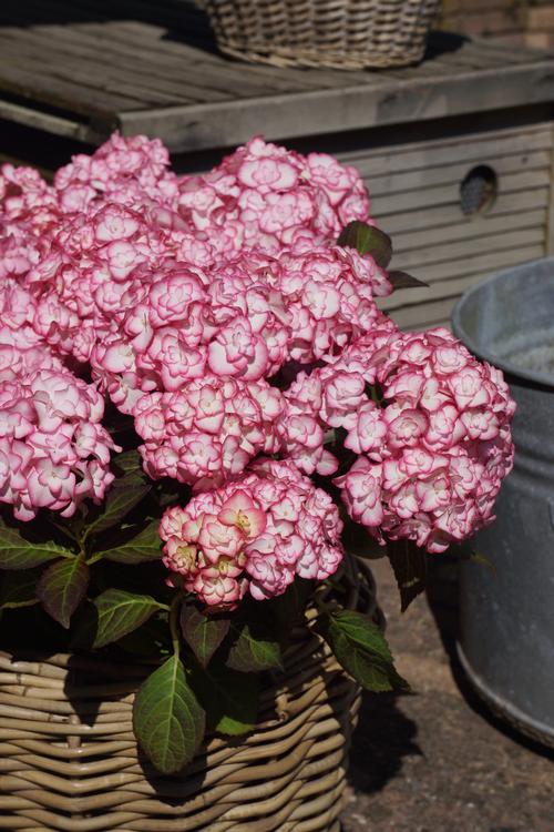 Hydrangea macrophylla 'Miss Saori'