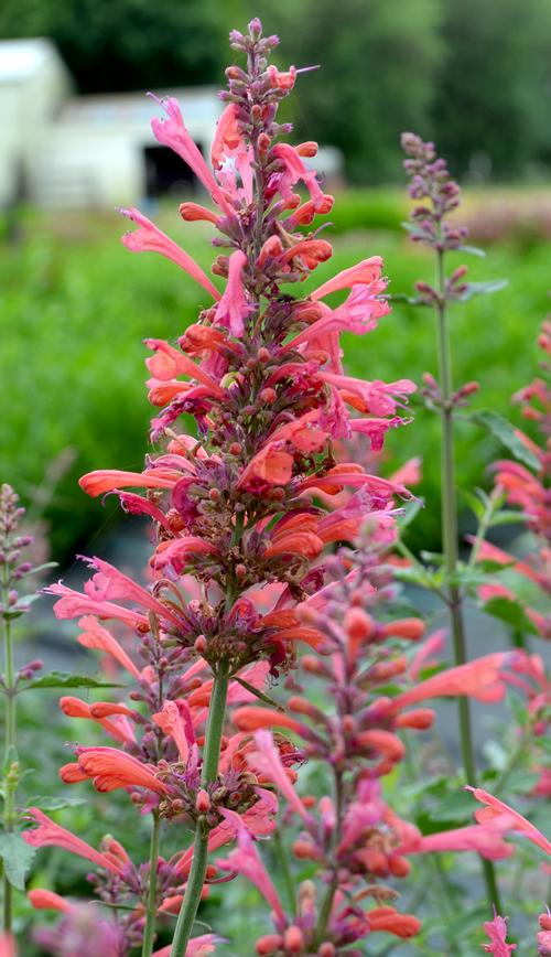 Agastache 'Kudos™ Coral'