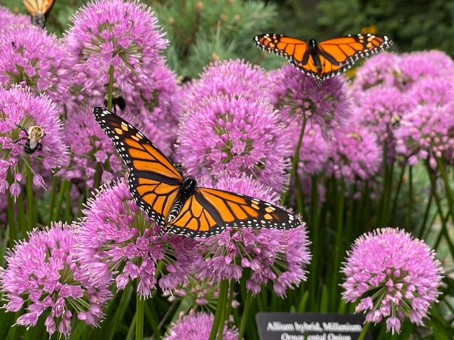 Allium 'Millenium'