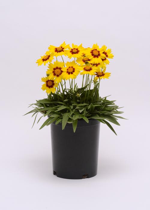 Coreopsis grandiflora 'SunKiss'