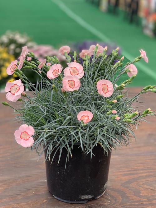 Border Carnation Dianthus American Pie™ Georgia Peach Pie from Growing