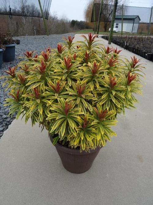 Euphorbia x martinii 'Ascot Rainbow'