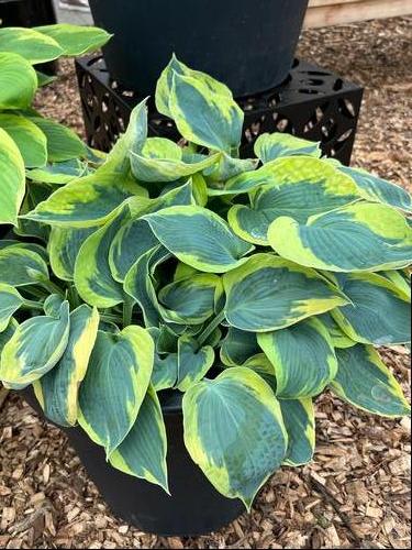 Hosta 'Tootie Mae'