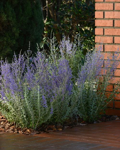 Perovskia atriplicifolia 'Blue Steel'