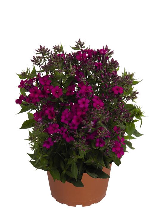Phlox Dwarf Garden paniculata 'Early® Cerise'