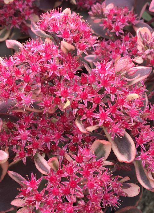 Sedum SunSparkler® Series 'Dream Dazzler'