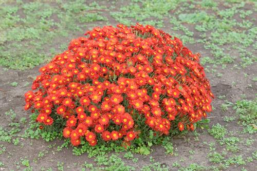 Chrysanthemum 'Mammoth™ Dark Bronze Daisy'