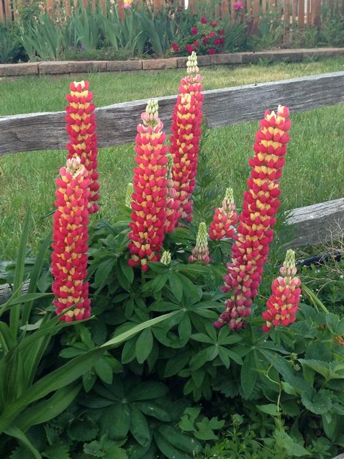 Lupinus 'Westcountry™ Tequila Flame'