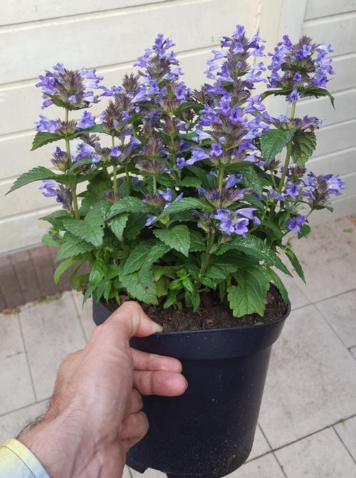 Nepeta 'Neptune'