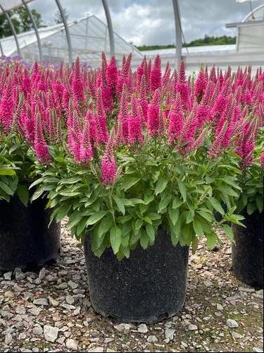 Veronica spicata 'Pink Candles'