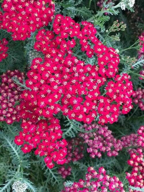 Achillea millefolium 'New Vintage™ Red'