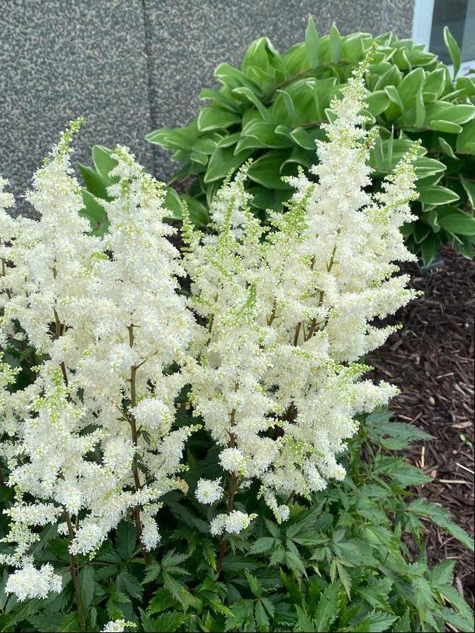 Astilbe arendsii 'Happy Spirit'