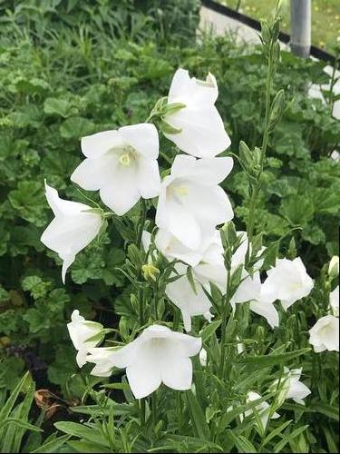 Campanula persicifolia 'Takion White'