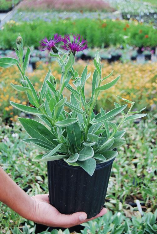 Centaurea montana 'Amethyst Dream'