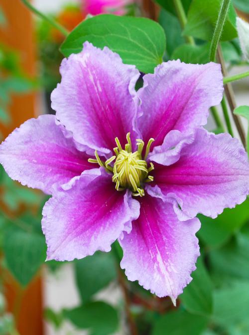 Clematis 'Piilu'