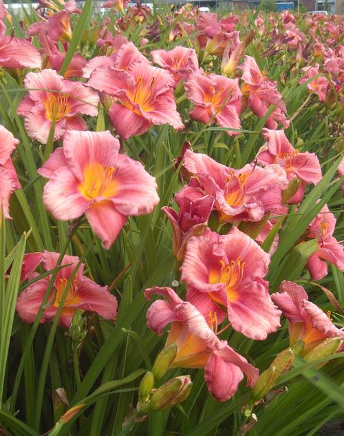 Hemerocallis 'Rosy Returns'