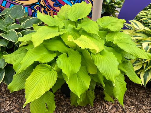 Hosta 'Dancing Queen'