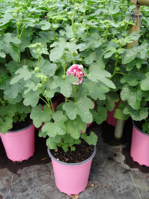 Alcea rosea 'Fiesta Time™'