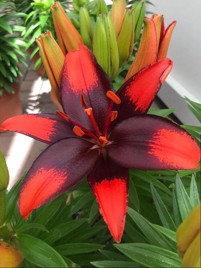 Lilium - Asiatic Pot Lily Looks™ 'Tiny Ink'