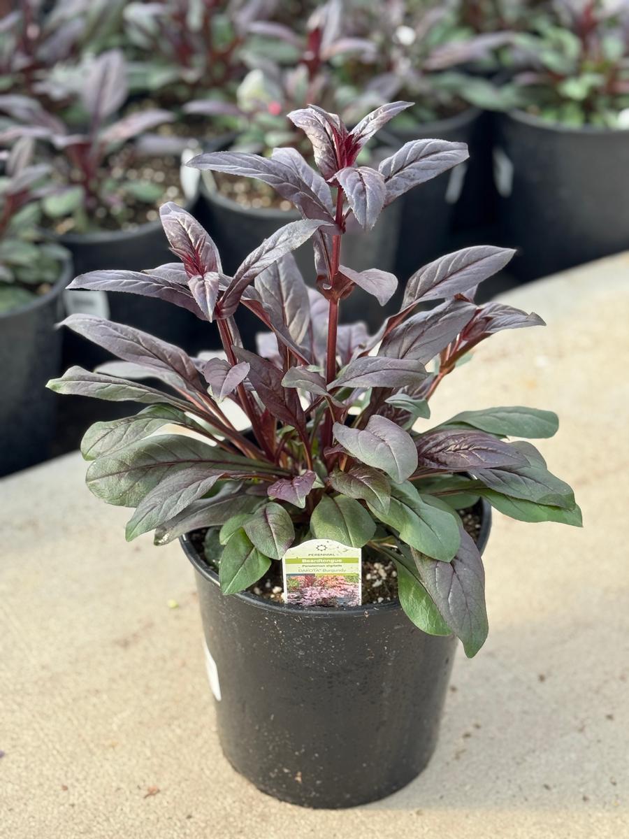 Penstemon digitalis 'DAKOTA™ Burgundy'
