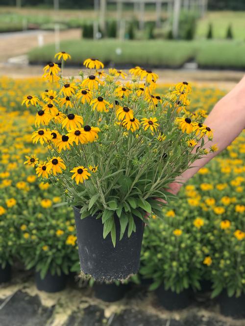 Rudbeckia x 'American Gold Rush'