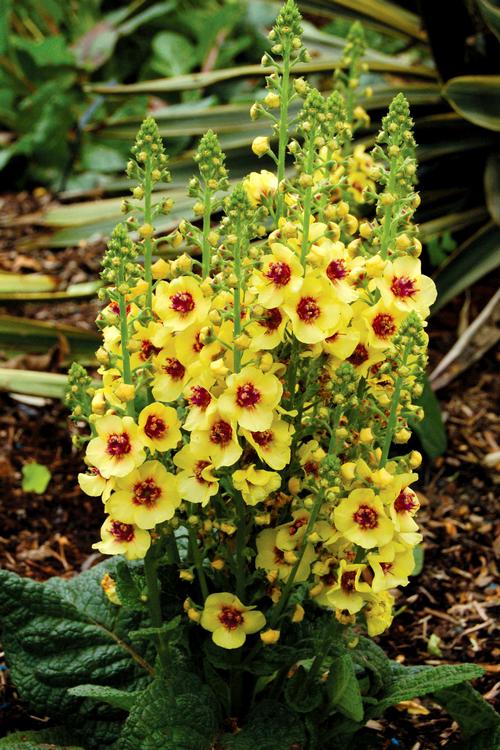 Verbascum 'Dark Eyes'