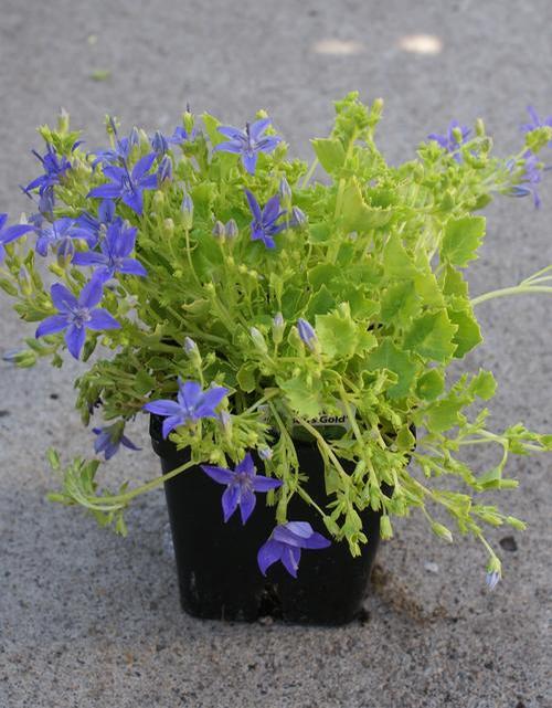 Campanula garganica 'Dickson's Gold'